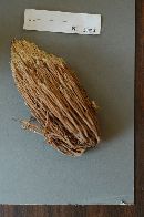 Ramaria stricta image